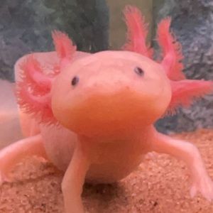 Meet your Posher, Violette